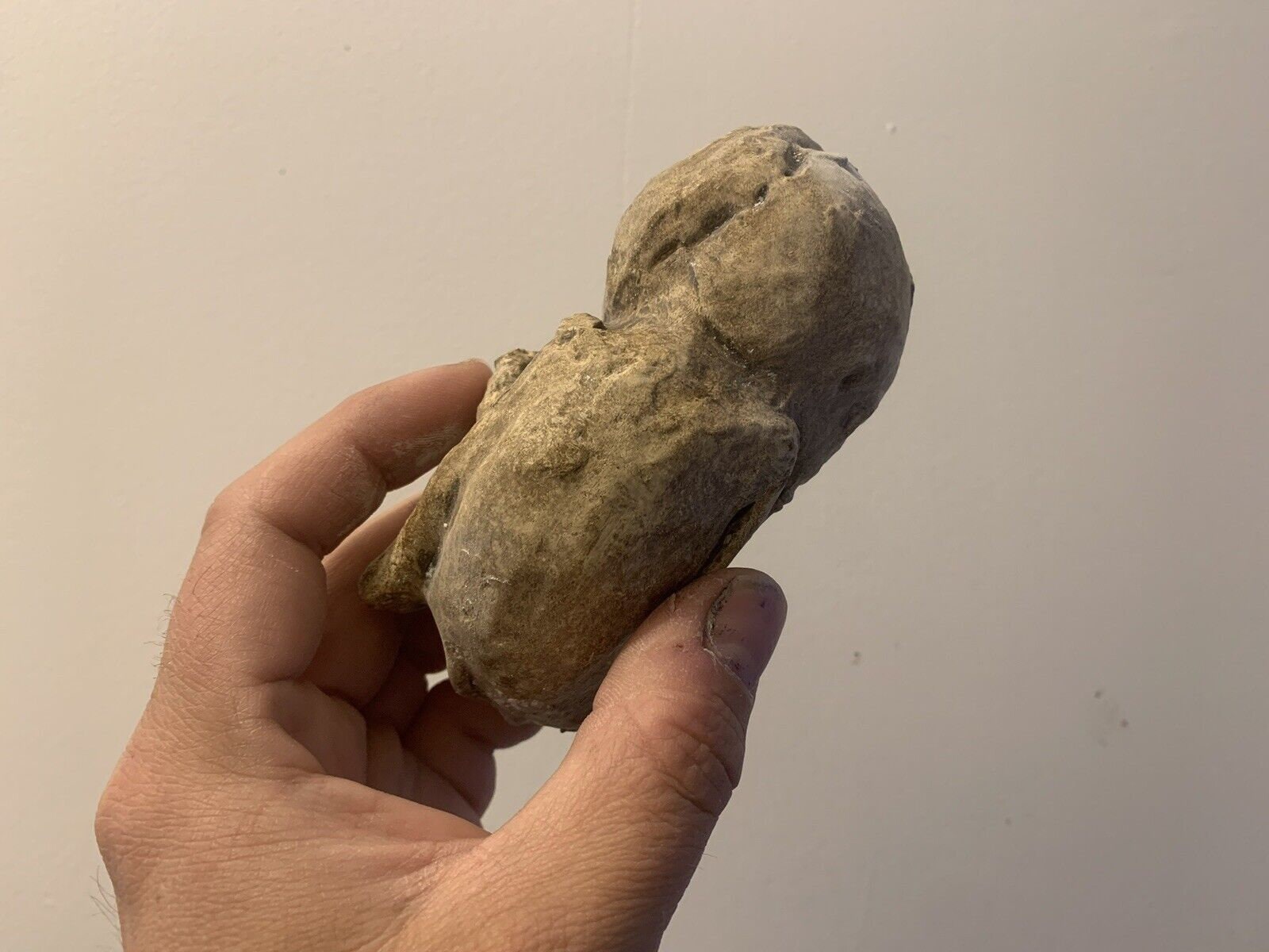 石灰化した胎児の石整ペディオンのレプリカ Oddities / 珍品の