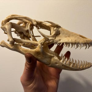 Nachbildung des Schädels eines Komodowarans (Varanus komodoensis)
