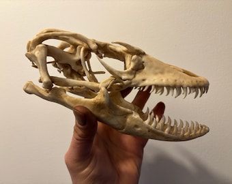 Replica Komodo dragon skull (Varanus komodoensis)