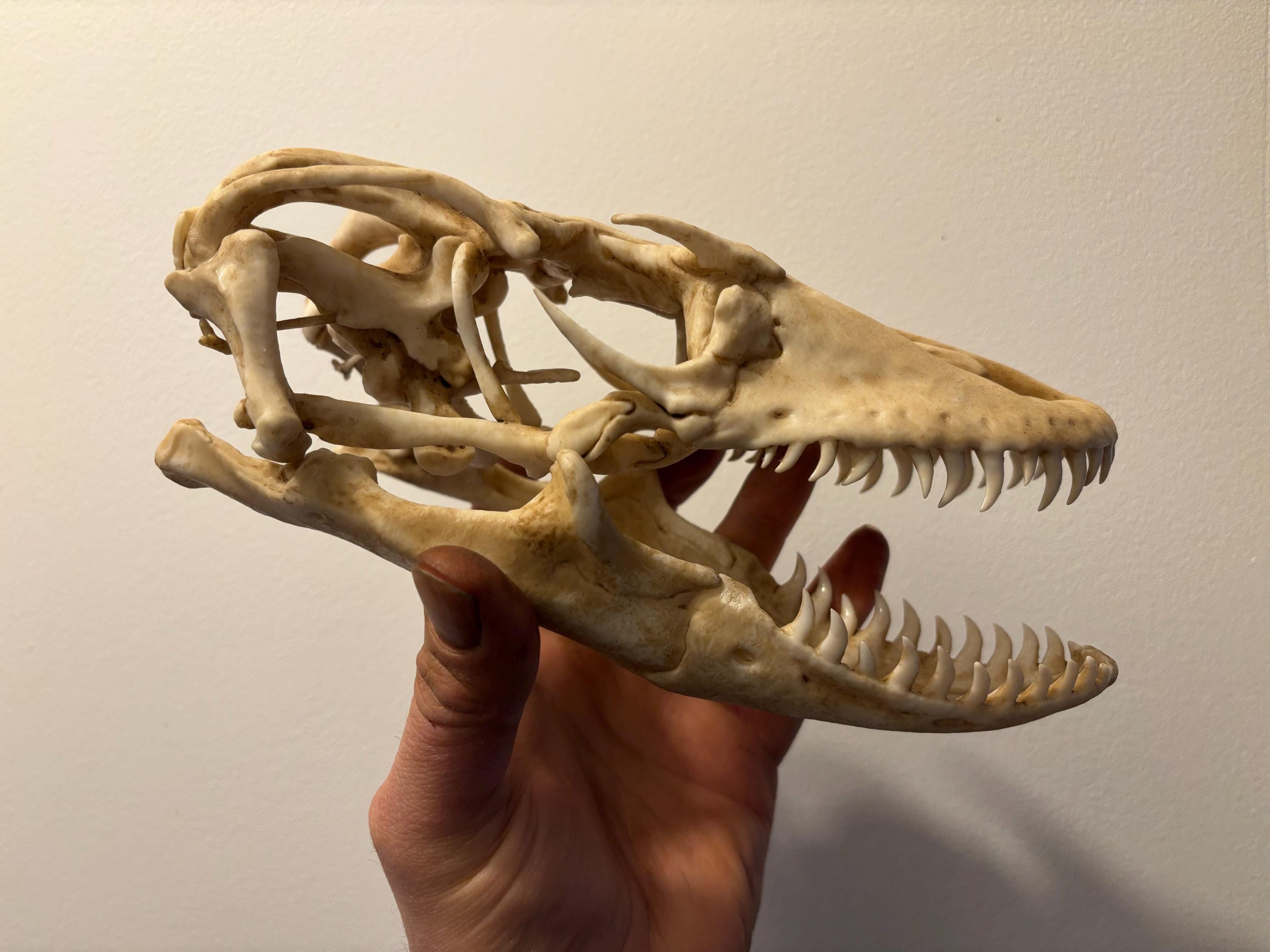 Komodo dragon skull - Etsy 日本