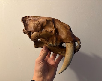 Replica of a Smilodon carlifornicus skull