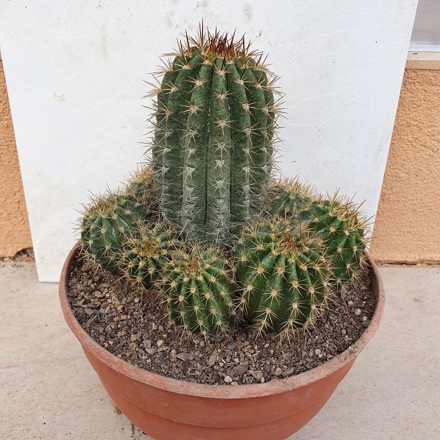 Echinopsis Huascha