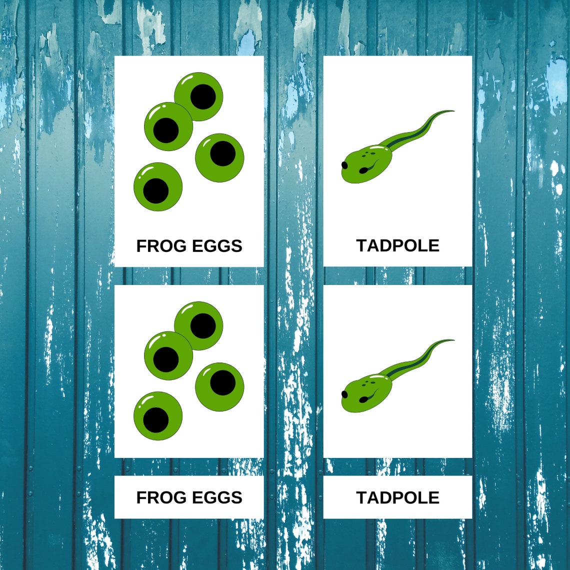 FROG LIFE Cycle • Editable Montessori Cards • Flash Cards Nomenclature ...