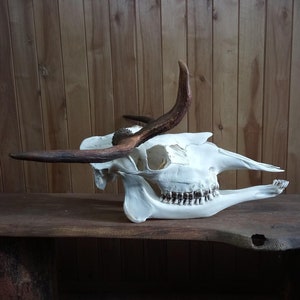 Moose skull with antlers
