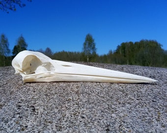 White Stork Skull