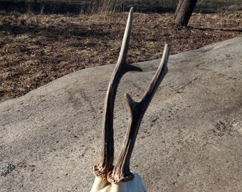 Roe Deer Antlers Skull