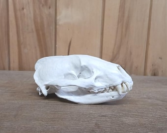 アメリカアナグマの頭蓋骨レプリカ（博物館品質） - Etsy 日本