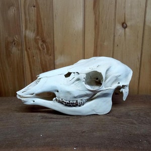 Red Deer Skull