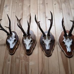 Roe deer antlers skull