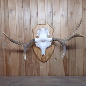 Moose antlers skull