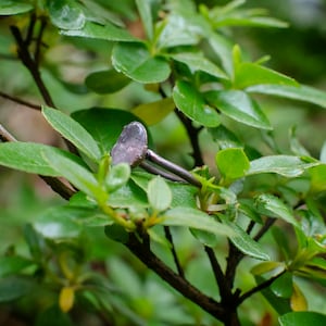 May include: A silver ring with a clear, oval-shaped gemstone set in a bezel setting. The ring is resting on a branch of green leaves.