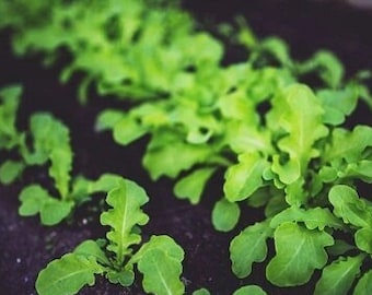 Organic Vegetable Gardening eBook Download