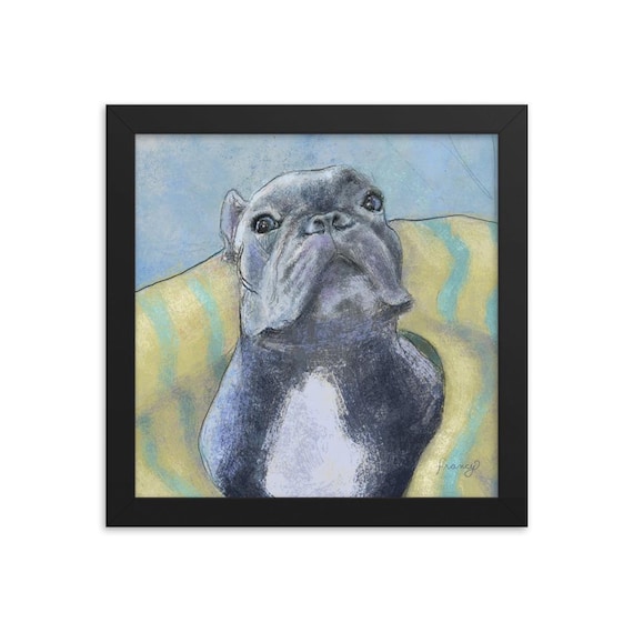 French Bulldog in a Blanket Framed Art Print