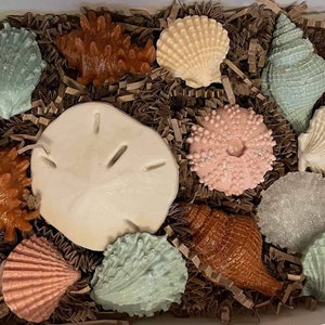 Pode incluir: Uma coleção de 11 conchas marinhas em uma caixa cheia de aparas de papel marrom. As conchas são de várias formas e tamanhos, incluindo um dólar de areia, uma estrela do mar e uma concha. As conchas são de cor branca, rosa, marrom e verde.