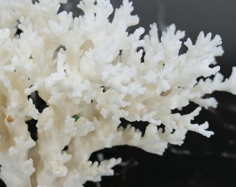 Lace Coral 5-7&quot;