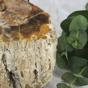 Petrified Wood Branch 3-6&quot;