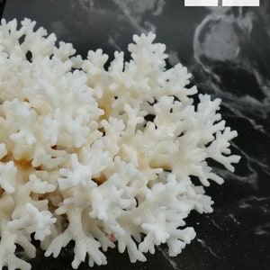 Lace Coral 5-7"