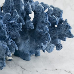 Blue Coral 10-12"