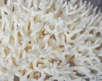Birdsnest Coral 7-10&quot;