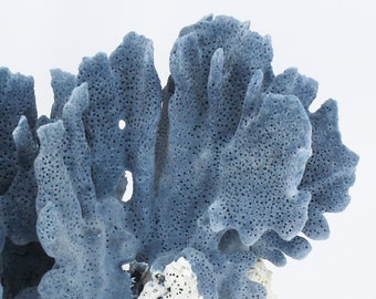 Blue Coral 5-7"