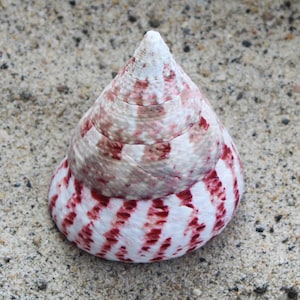 May include: A cone-shaped seashell with a white base and red and brown stripes. The shell is sitting on a bed of sand.