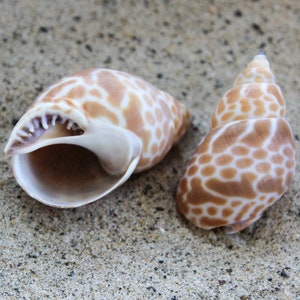 May include: Two brown and white seashells with a spotted pattern. The shells are on a sandy surface.