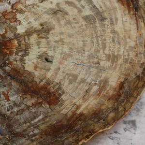 Petrified Wood Slabs 20-28&quot;