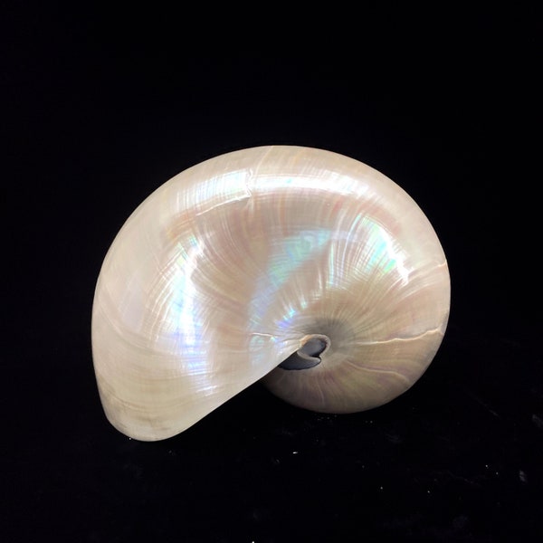 Chambered Nautilus Polished