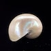 see more listings in the Sea Shells section