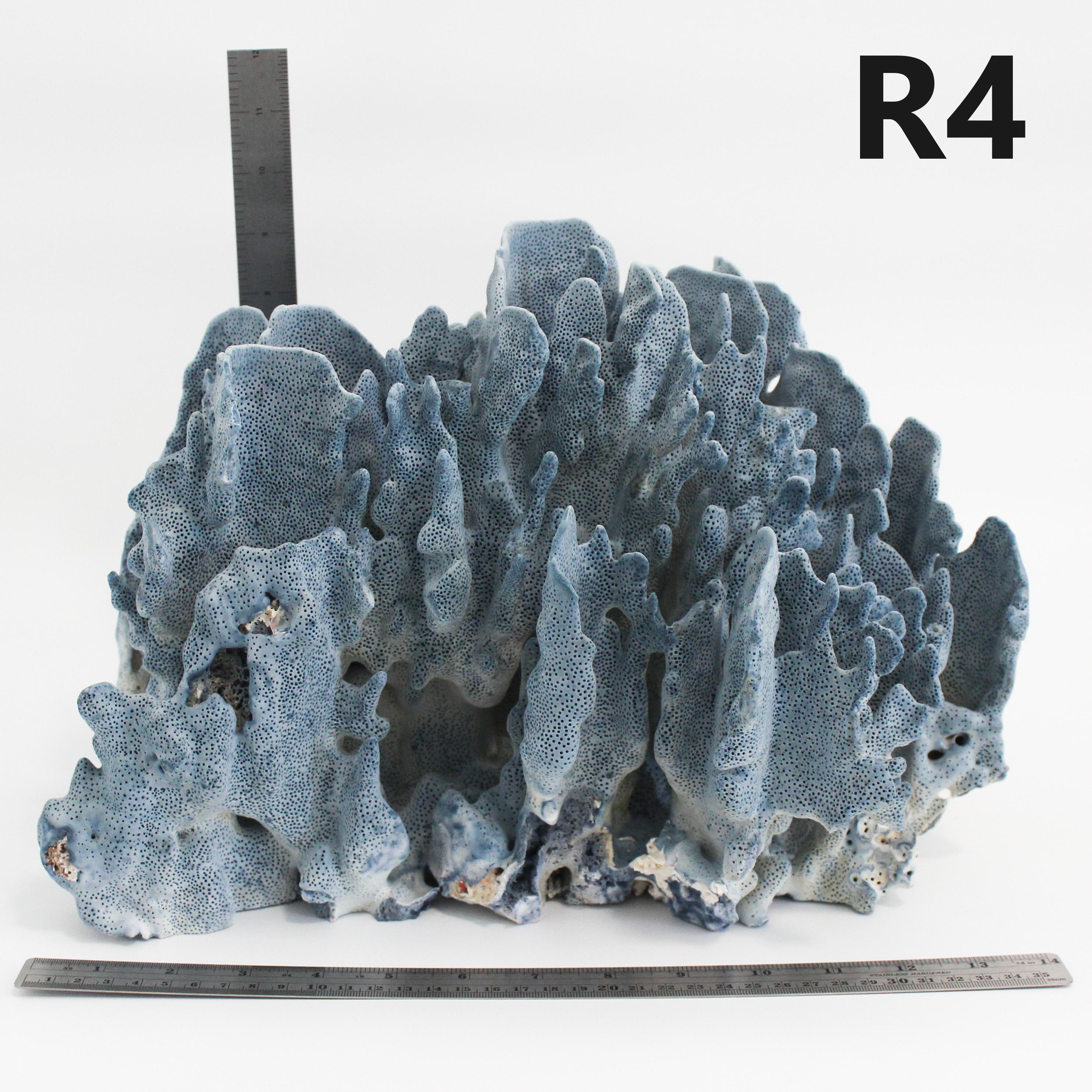 Blue Coral 14-16