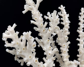 Octopus Coral 12-14"