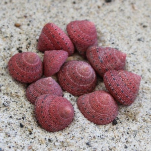 May include: A group of ten pink and black seashells with a spiral pattern on a sandy surface.