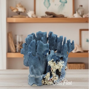 Coral azul de 5 a 7 pulgadas