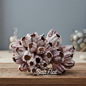 May include: A cluster of barnacles with a mix of white and dark purple hues. The barnacles have a textured, layered appearance and are arranged in a dense, organic formation. The Salt Flat Trading Co. logo is visible.