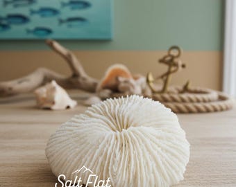 Mushroom Coral