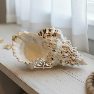 May include: A large, textured seashell with a creamy white exterior and brown mottled markings. The shell features a wide, open aperture with a ruffled, scalloped edge. The text Salt Flat Trading Co. is printed in white on the shell surface.