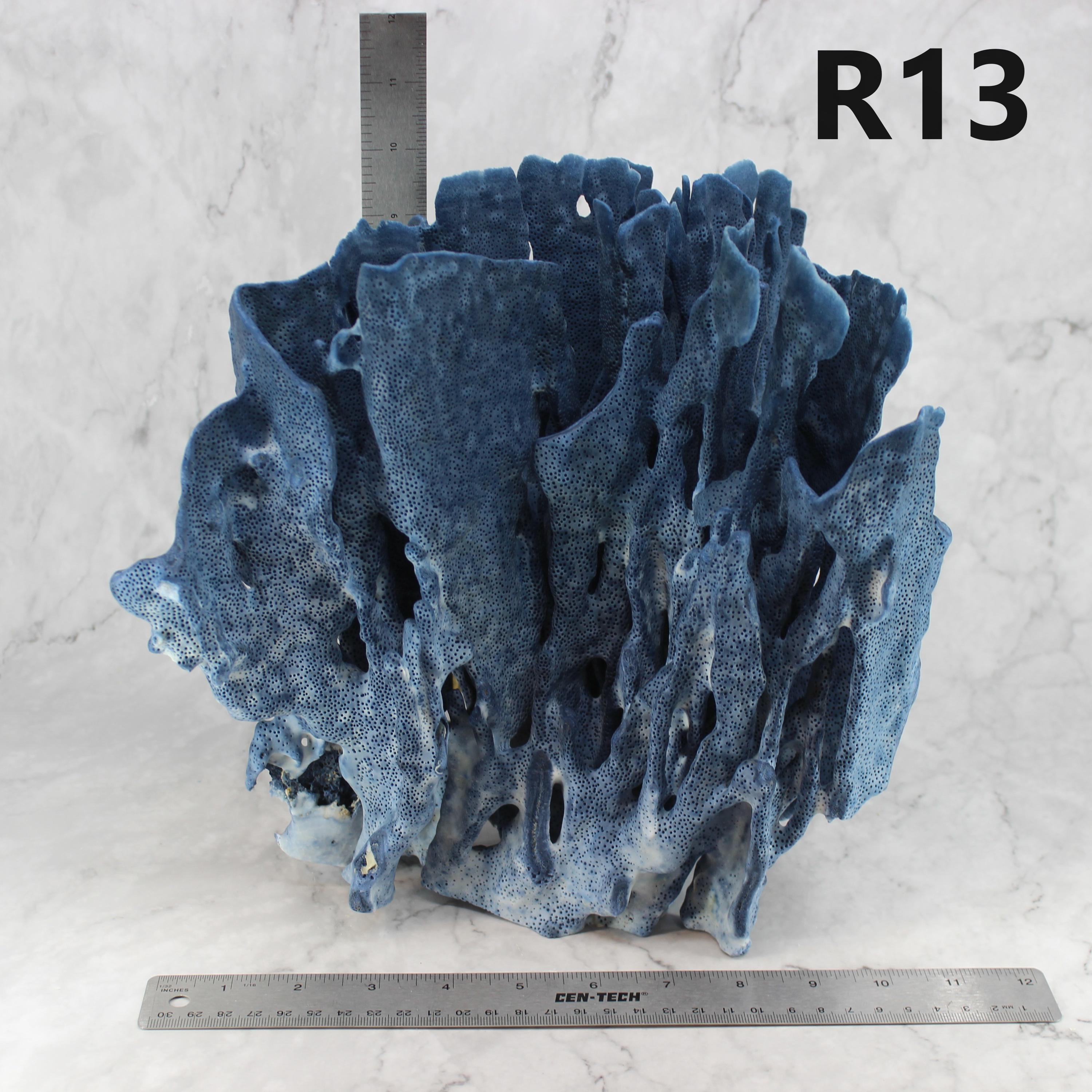 Blue Coral 12-14