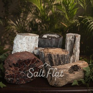 Rama de madera petrificada de 3 a 6 pulgadas