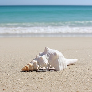 May include: A white spiral seashell with a tan pointed tip resting on light-colored sand. The shell features a textured surface with ridges and a tapered shape. The text Salt Flat Trading Co. is printed in white over the center of the shell.