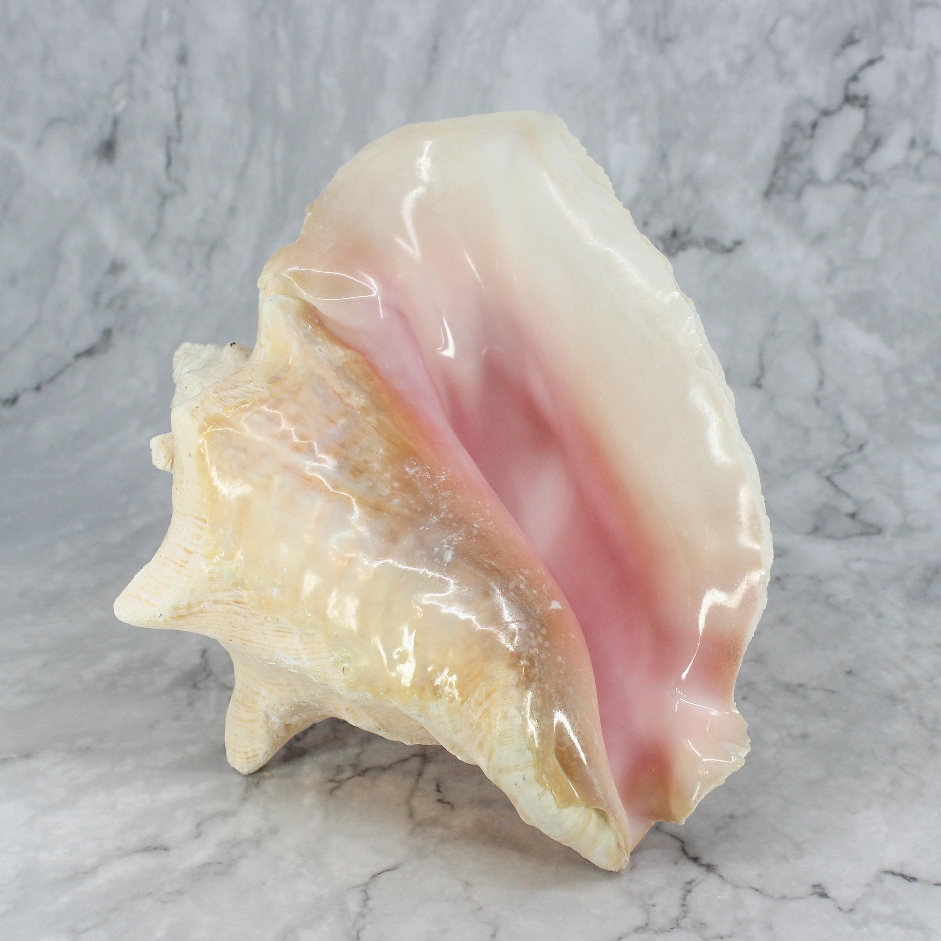 Pink Conch Shell Cooked Pink Conch - Etsy
