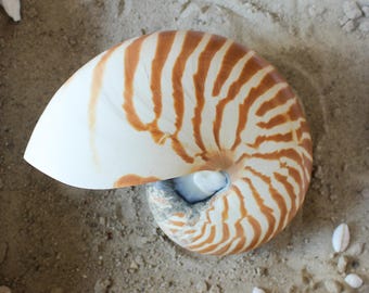 Chambered Nautilus 6-7"