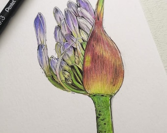 A5 Original Coloured Pencil & Ink Blooming Agapanthus Flower Bud, Flower Illustration, Coloured Pencil Floral Drawing Art Illustration