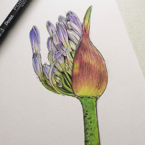 A5 Original Coloured Pencil & Ink Blooming Agapanthus Flower Bud, Flower Illustration, Coloured Pencil Floral Drawing Art Illustration