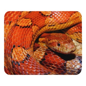 May include: A close-up of a red and orange corn snake with black markings. The snake is coiled up and its head is visible in the centre of the image.