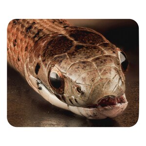 Puede incluir: Primer plano de la cabeza de una serpiente con la boca abierta, mostrando dientes afilados. La serpiente tiene escamas marrones y negras y ojos grandes y oscuros.