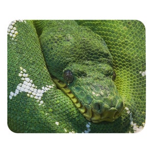 Puede incluir: Primer plano de una serpiente verde con marcas blancas. La cabeza de la serpiente es visible, mostrando sus ojos y boca.