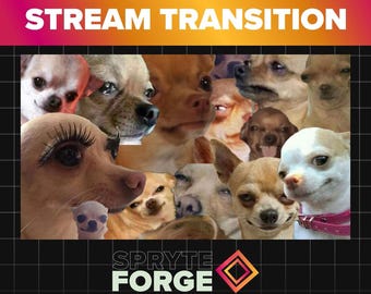 Chihuahua Meme Stream Transition for Twitch | Funny Dog Animated Overlay (Digital Download)