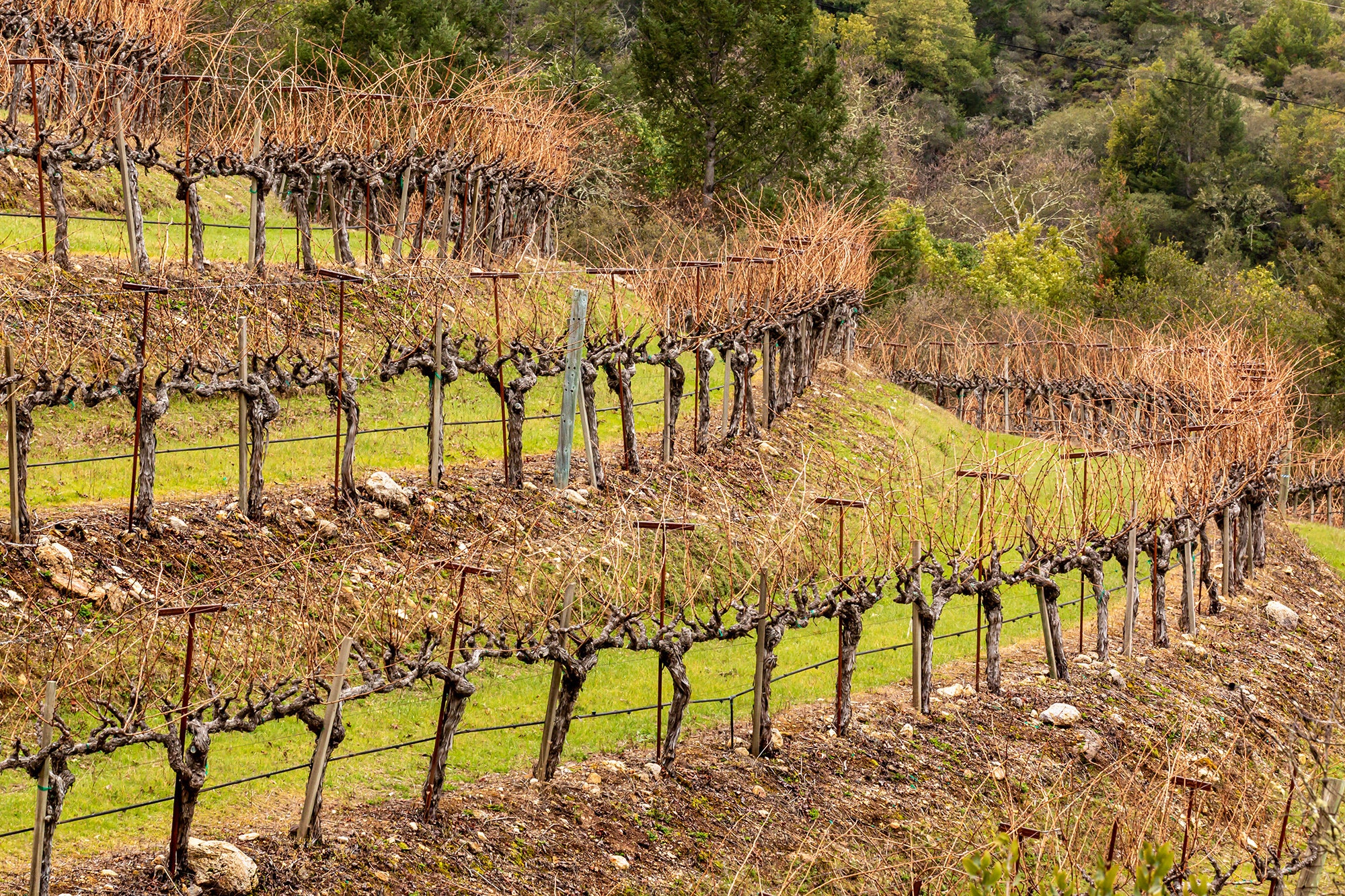 Armstrong Vineyard High Elevation on Kortum Canyon. Photograph Print of