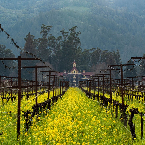 Coppola Winery in background, springtime blooming mustard plants in foreground. Legendary winery owned by Director Francis Ford Coppolla