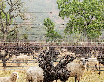 Sheep, Wooly Weeders, trimming the cover crop between the vine rows of a vineyard in Napa Valley. Sheep fertilizer is good for vineyard.